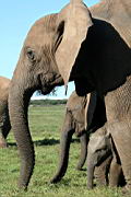 elephants addo IMG_3653.JPG